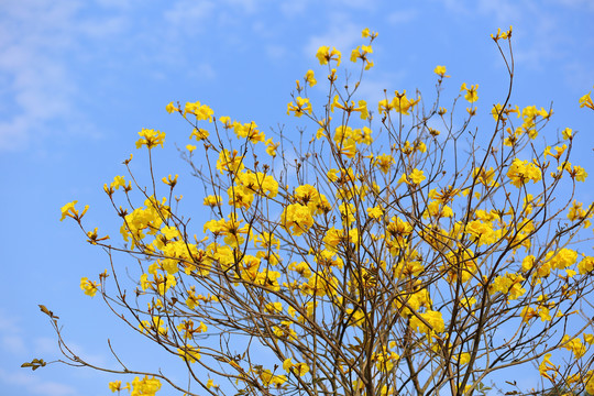 风铃花