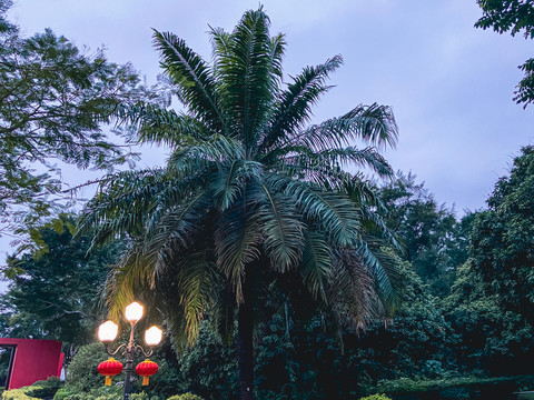 公园傍晚华灯椰子树
