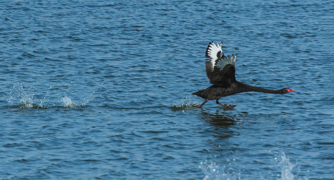 湖面飞行的黑天鹅