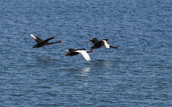湖面飞行的黑天鹅