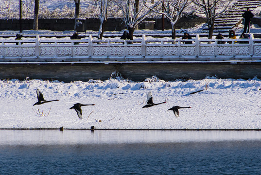 北京大兴南海子天鹅湖雪景