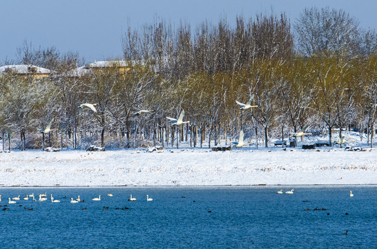 北京大兴南海子天鹅湖雪景