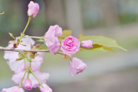 樱花