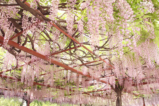 紫藤花