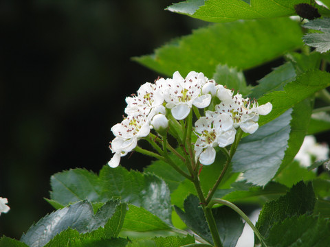 山楂树的盛花期