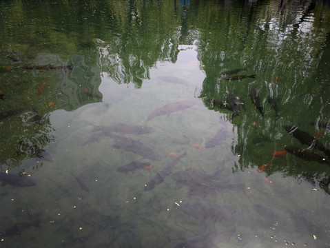 锦鲤
