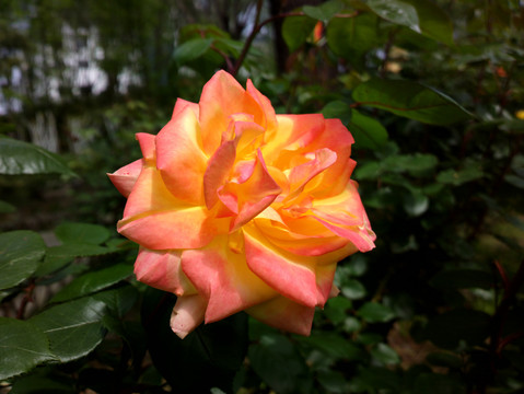 月季花