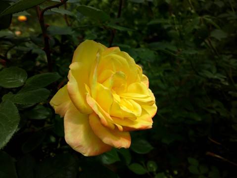 月季花