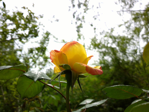 月季花