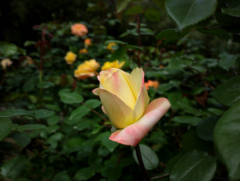 月季花