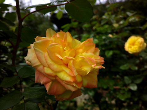 月季花