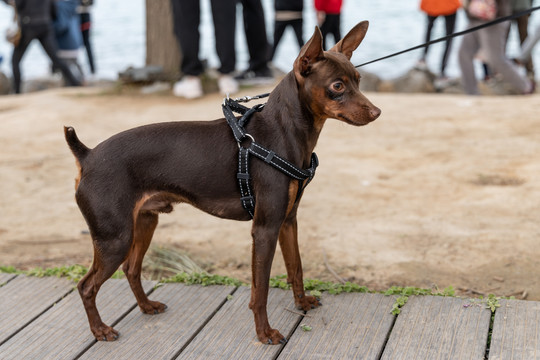 杜宾犬