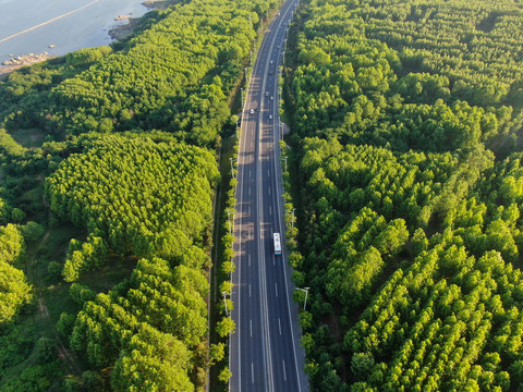 绿树林公路