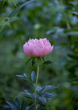 粉芍药