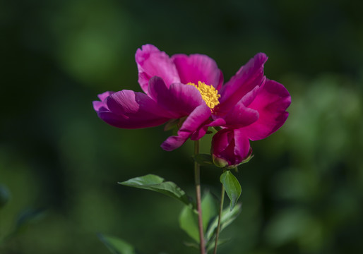 红芍药