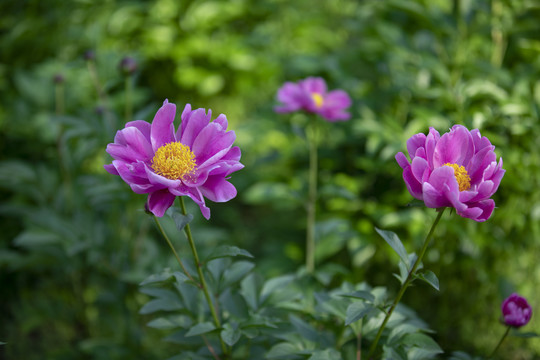 红芍药