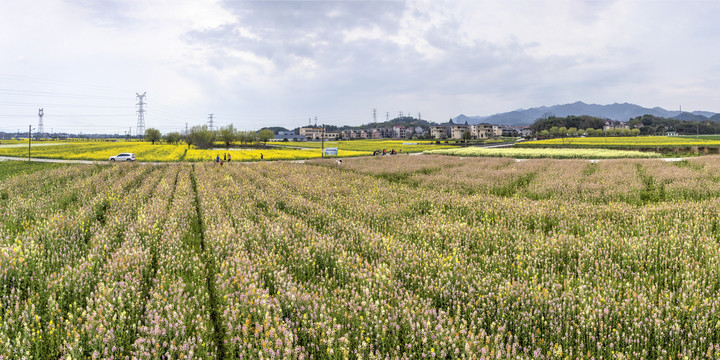 兰溪岩头村彩色油菜花航拍全景