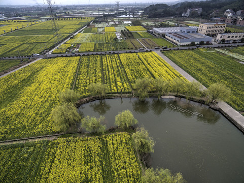 浙江兰溪岩头村油菜花田航拍