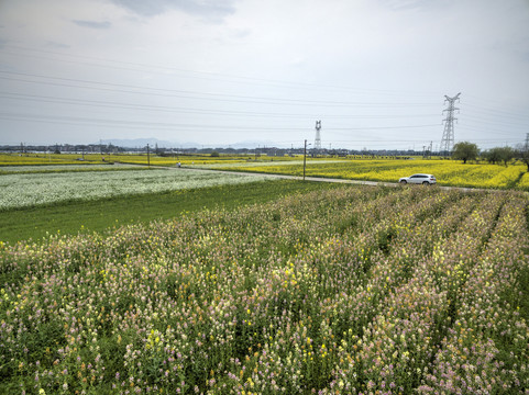 兰溪岩头村彩色油菜花航拍