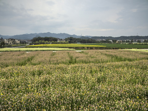 兰溪岩头村彩色油菜花航拍