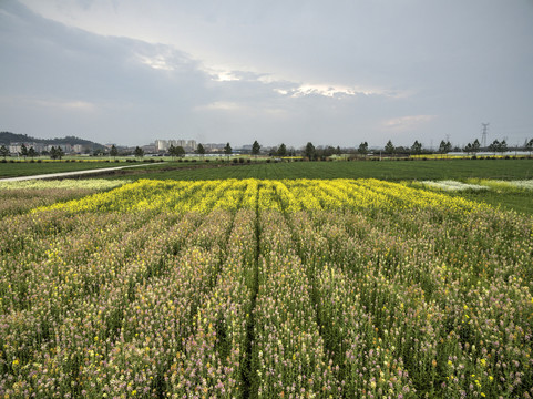 兰溪岩头村彩色油菜花航拍