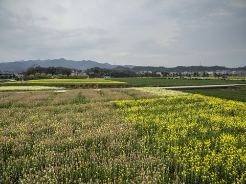 兰溪岩头村彩色油菜花航拍