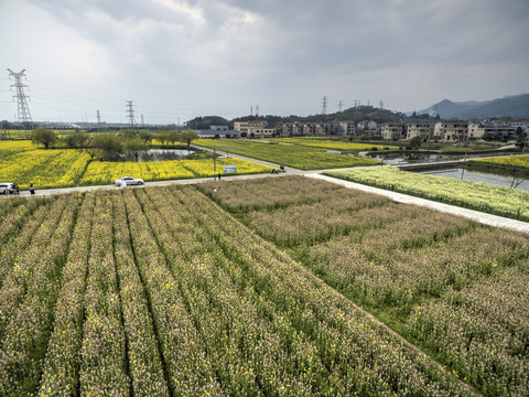 兰溪岩头村彩色油菜花航拍