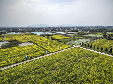 浙江兰溪岩头村油菜花田航拍