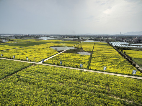 浙江兰溪岩头村油菜花田航拍