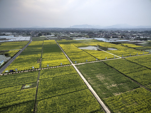 浙江兰溪岩头村油菜花田航拍