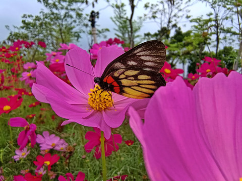 彩色花蝴蝶