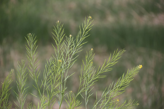 油菜花豆荚