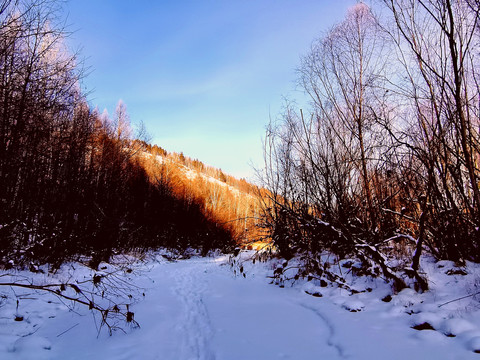原始森林的冬季