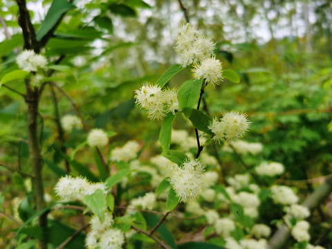 花木