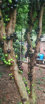 果园里的树葡萄