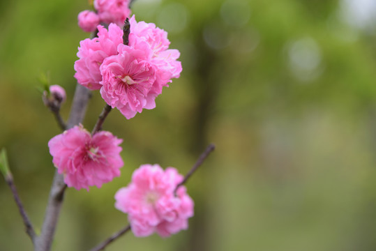 花朵绽放