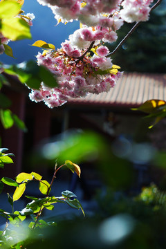 樱花