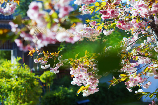 樱花