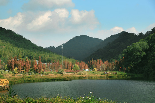 山间湖泊红杉树