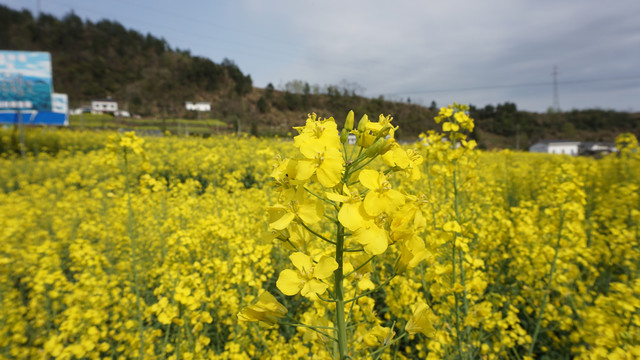 汇湾油菜