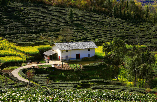 汇湾茶园