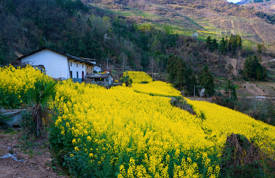 汇湾大河湾油菜