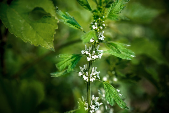 白花益母草