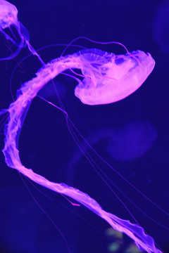 紫纹海刺水母