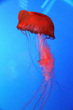太平洋海刺水母