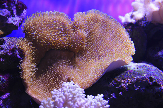 象耳珊瑚