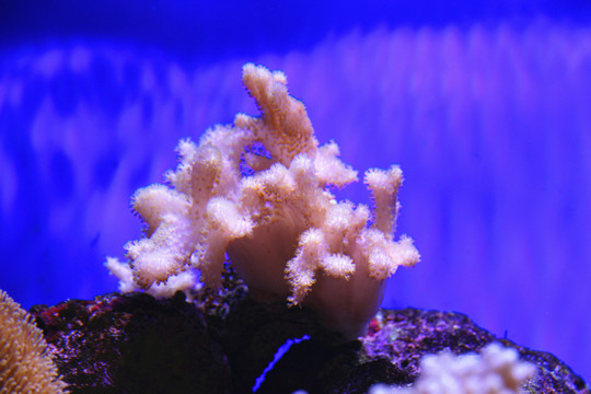鹿茸珊瑚