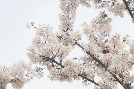 樱花