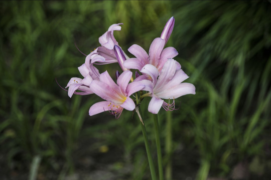 牵牛花