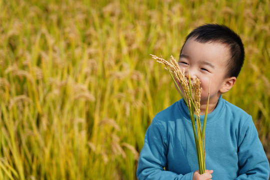 水稻田里拿着水稻的男孩